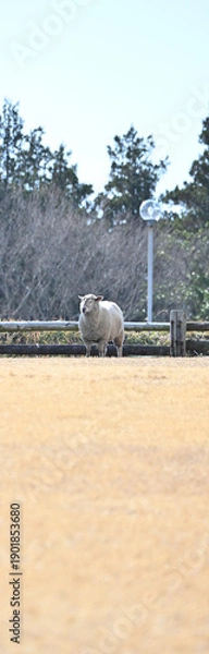 Obraz 目を閉じる可愛い羊