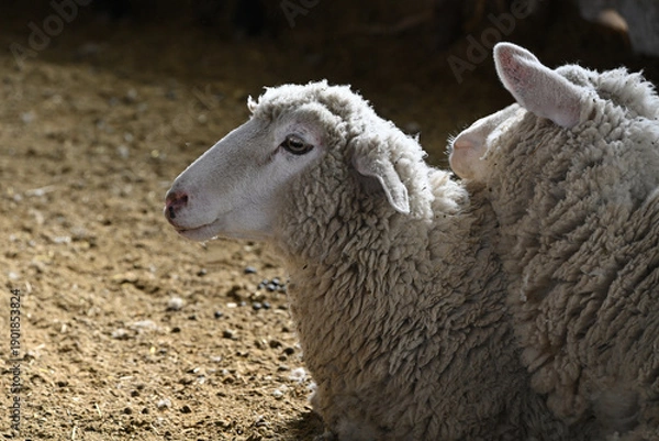 Obraz かわいい羊の顔