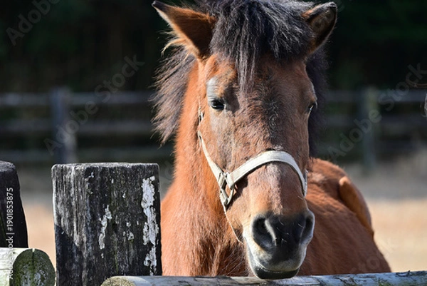 Obraz かっこいい馬のアップ