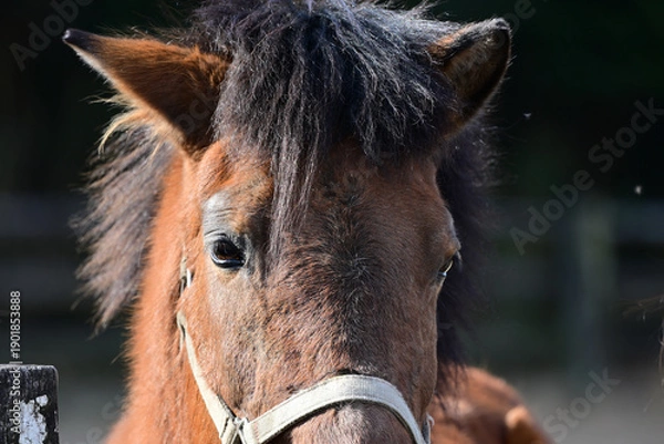 Obraz 正面を向くかわいい馬の顔