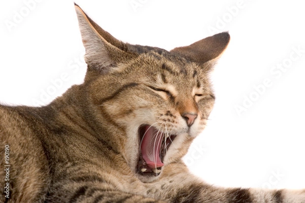 Obraz yawning cat