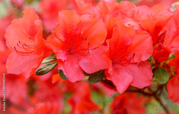 Obraz Red rhododendron petals, selective focus