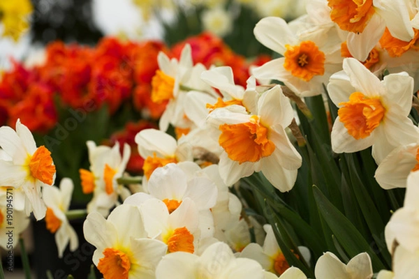 Fototapeta Spring blooming white daffodils or narcissus . Flowering bright flowers. Shallow depth of field. Selective focus.
