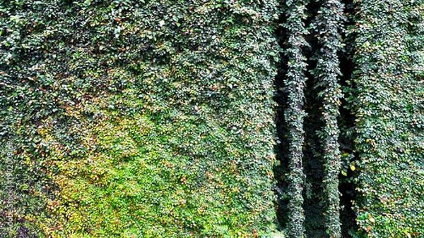 Fototapeta 緑に覆われた壁面を彩るツタ植物のテクスチャ