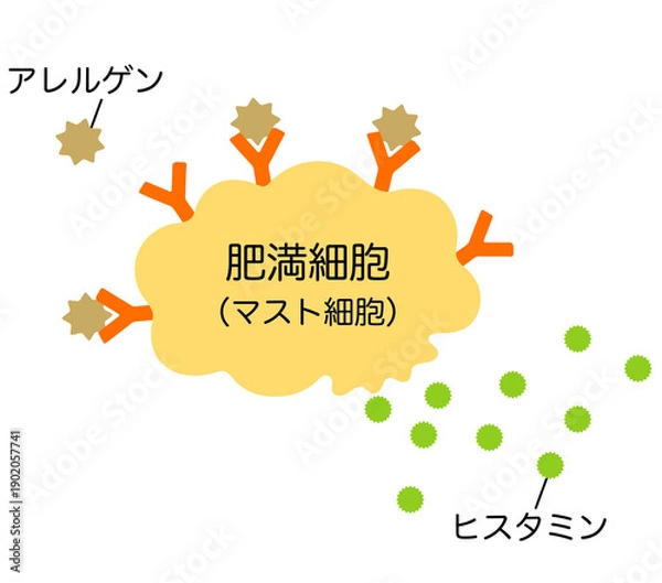 Obraz ヒスタミンを放出する肥満細胞　アレルギーのしくみ