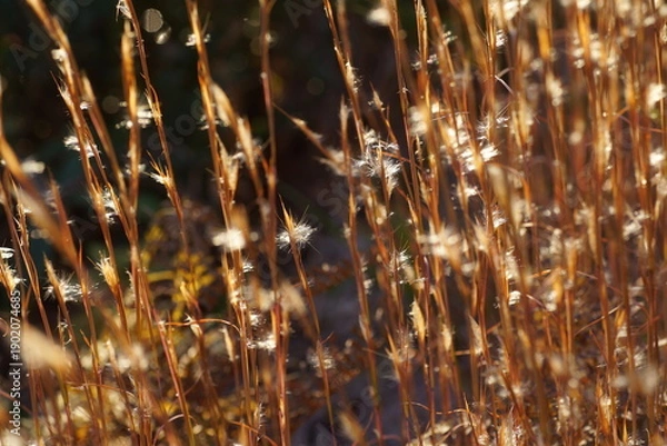 Obraz 晩秋のメリケンカルカヤ