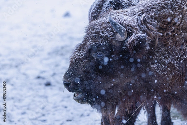 Obraz Wisent bei Schneefall