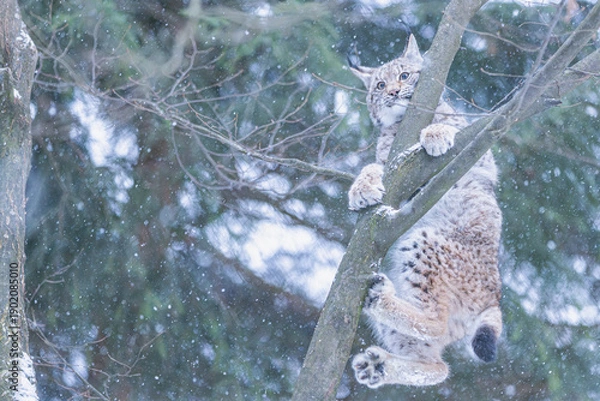 Obraz Luchs im Winter bei Schneefall