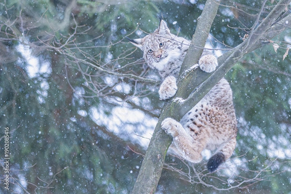 Obraz Luchs im Winter bei Schneefall