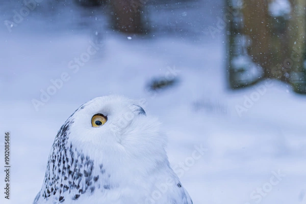 Obraz Schneeeule bei Schneefall