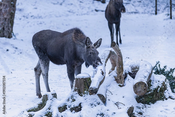 Obraz Junger Elch bei Schneefall