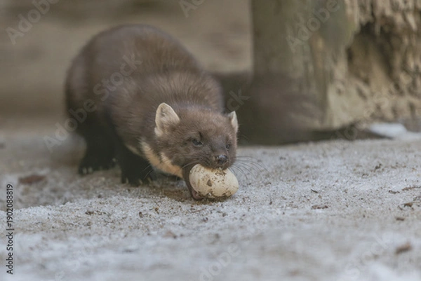 Obraz Baummarder mit Ei
