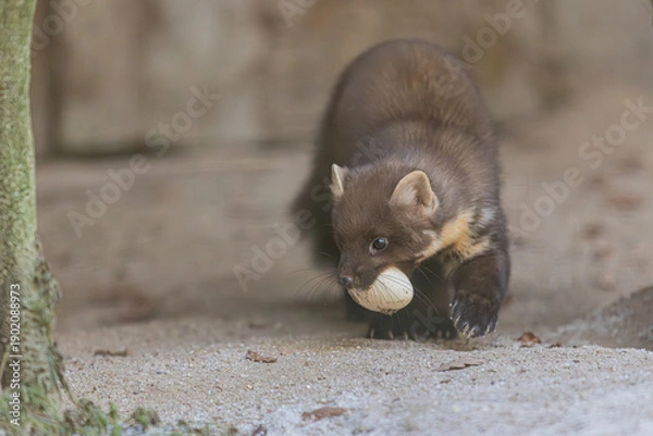 Obraz Baummarder mit Ei