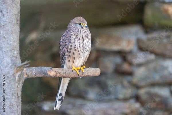 Obraz Turmfalke auf Ansitz