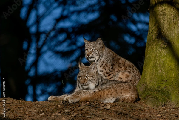 Obraz Luchs im ersten Sonnenlicht