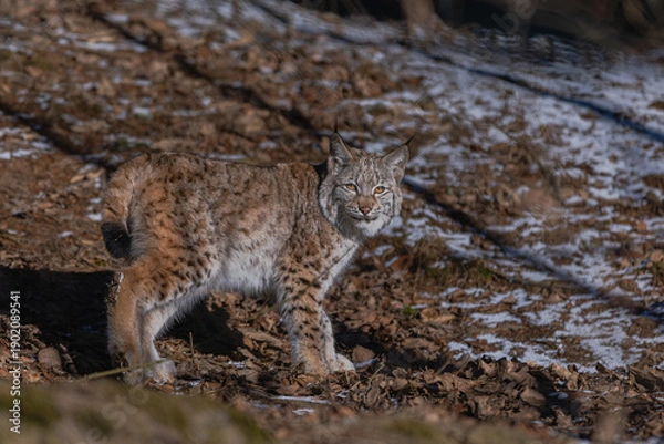 Obraz Luchs im ersten Sonnenlicht