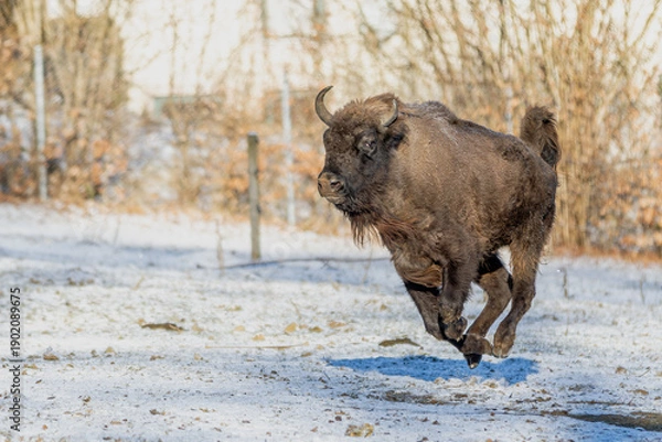 Obraz Wisent beim Laufen