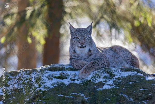 Obraz Luchs im ersten Sonnenlicht