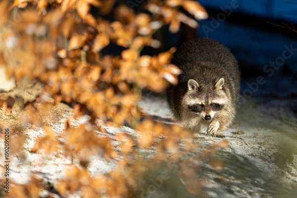 Obraz Waschbär im Winter