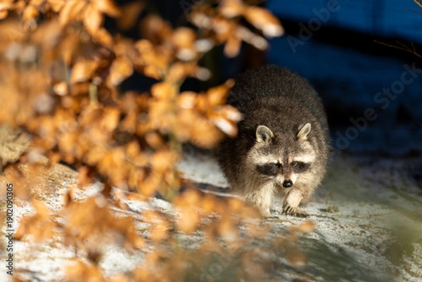 Obraz Waschbär im Winter
