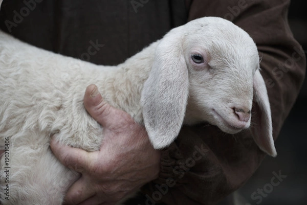 Obraz Zamknij się baranka w ramieniu pasterza