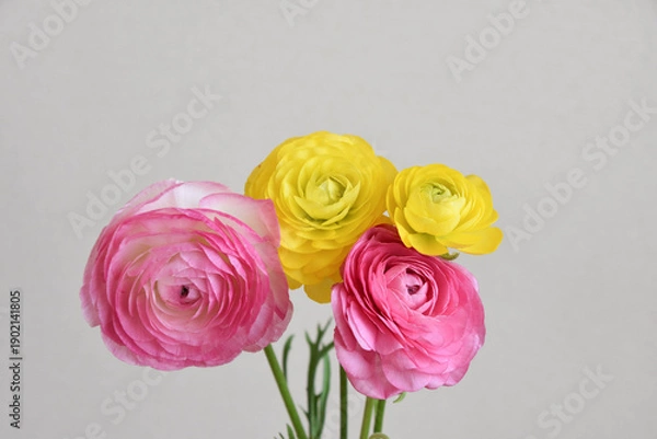 Fototapeta ピンクと黄色のラナンキュラス