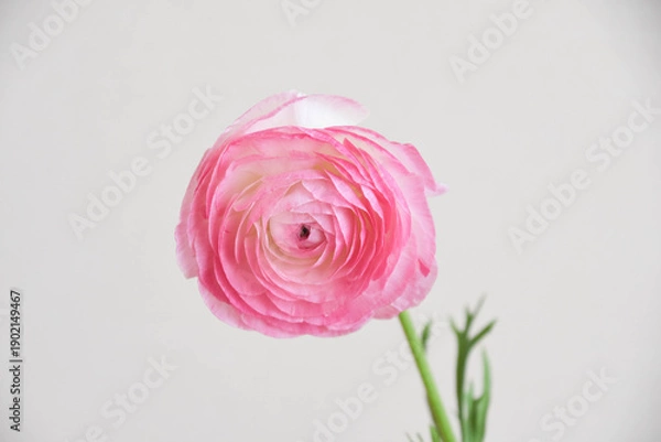 Fototapeta ピンクのラナンキュラス