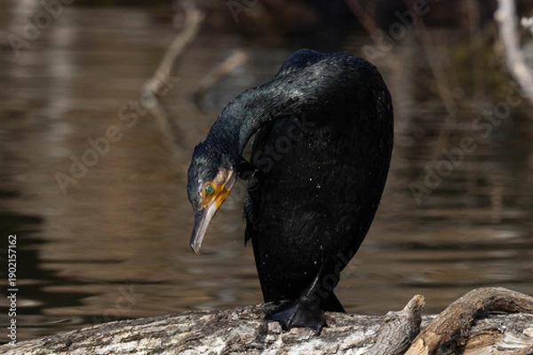 Obraz 頭を下げる鵜