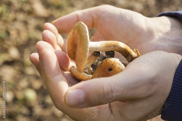Fototapeta Freshly picked forest mushrooms