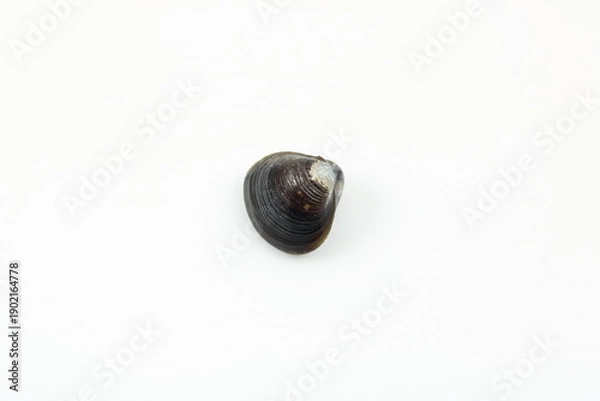 Obraz 和食の定番食材である新鮮なシジミの単体写真