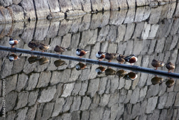Fototapeta 街角の風景　カモの休息　スケッチ写真