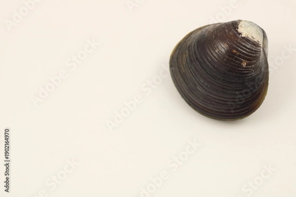 Obraz 健康的な食生活を象徴するシジミのクローズアップ