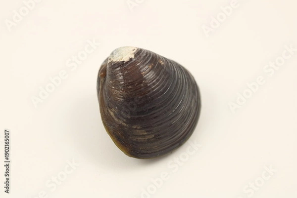 Obraz 白い背景に映える新鮮なシジミ一粒の画像