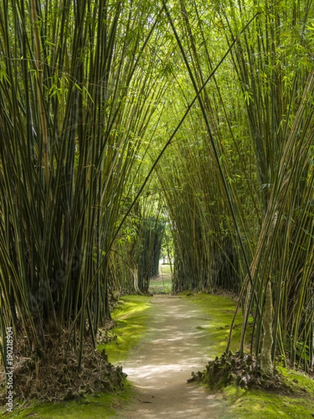Fototapeta path in a bamboo forest