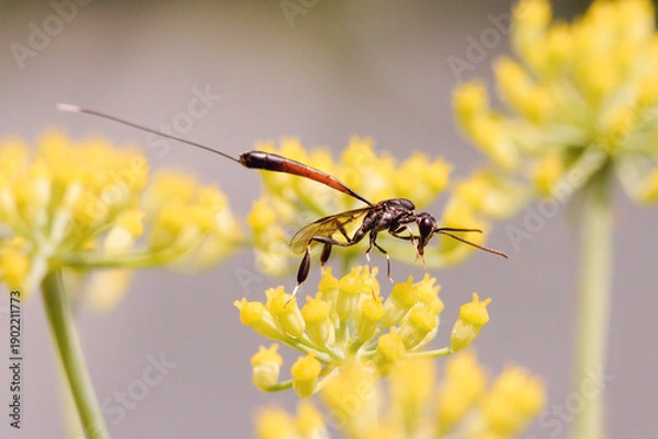 Obraz gastéruption sp