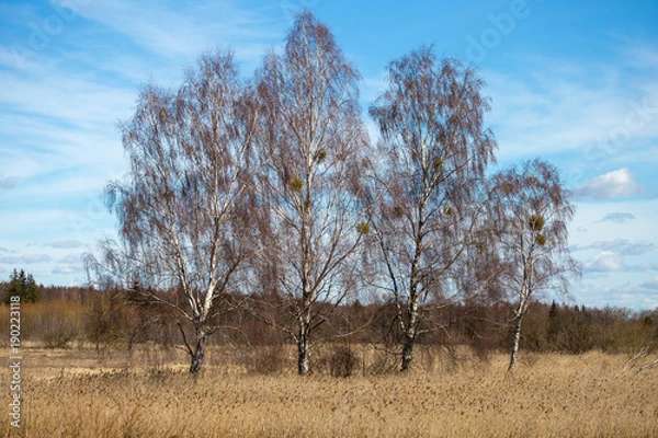 Fototapeta Trees without leaves in the clearing
