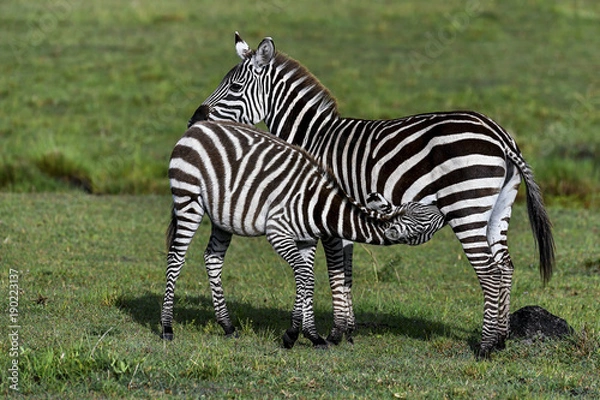 Obraz herd of zebra