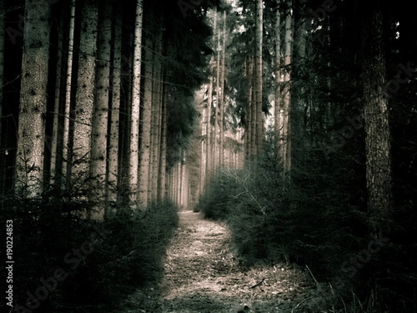 Fototapeta Well lit hidden forest path in high-contrast