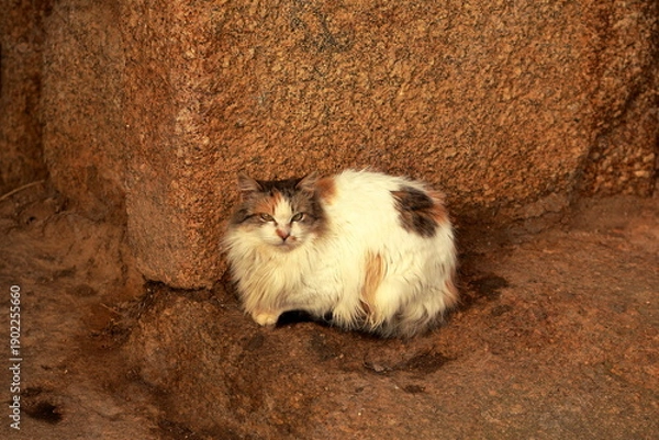 Obraz Stone Guardian in Winter Light