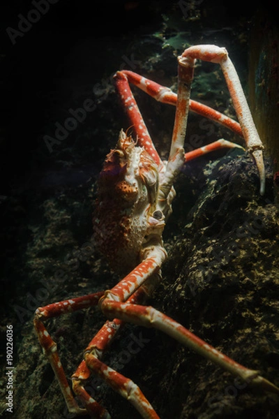 Fototapeta Giant Crab climbing a rock with simple dark background
