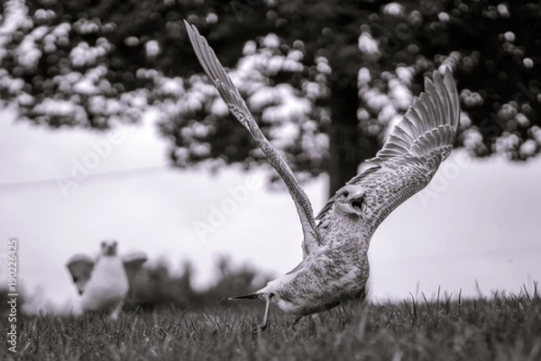 Fototapeta Seagull sequential takeoff in monochrome with tree bokeh