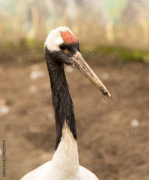 Fototapeta Portrait of a stork at the zoo