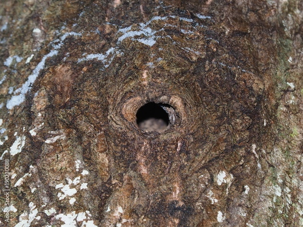 Obraz hollow in old aspen