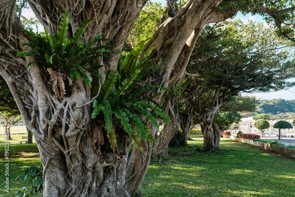 Obraz 沖縄で見つけた風景。平和への想いを新たに