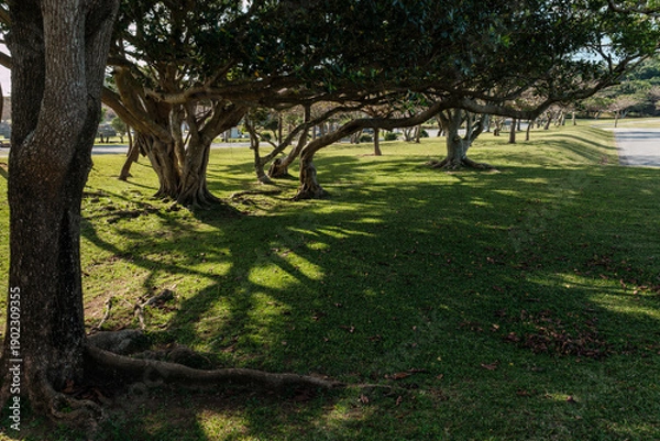 Obraz 沖縄で見つけた風景。平和への想いを新たに