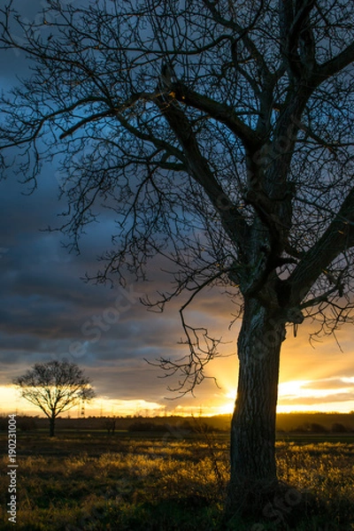 Fototapeta  sunrise tree