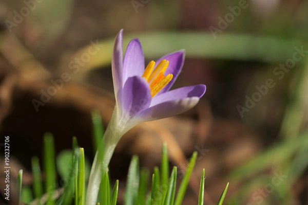 Obraz Crocus tommasinianus macro