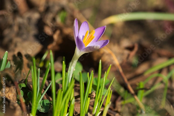 Obraz Crocus tommasinianus macro