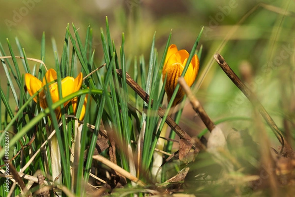 Obraz yellow crocuses - spring