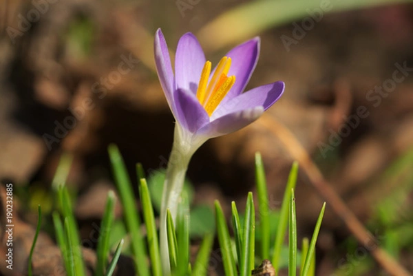 Obraz Crocus tommasinianus macro
